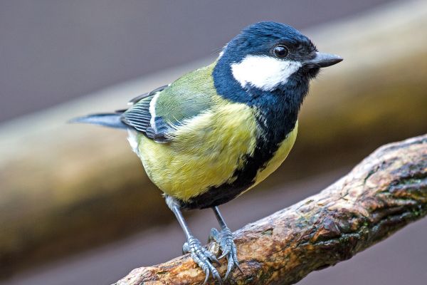 British bird in a tree