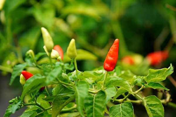 Chilli Day. Red and green chillis growing on a plant