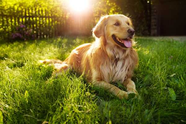 Golden Retriever Day. Golden retriever dog sitting on the grass with his tongue out and sun in the background.