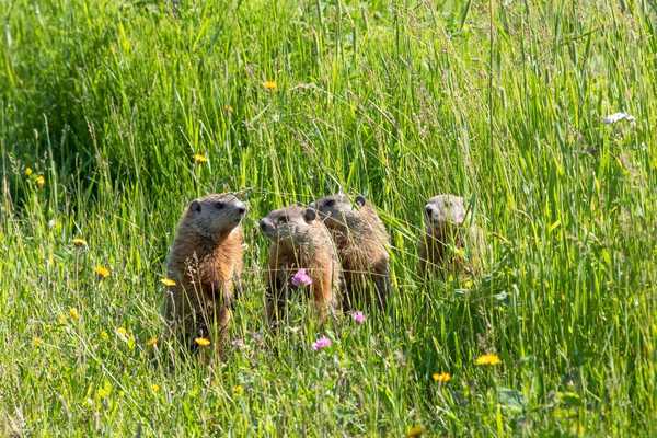 Groundhog Day. Four groundhogs in long grass.