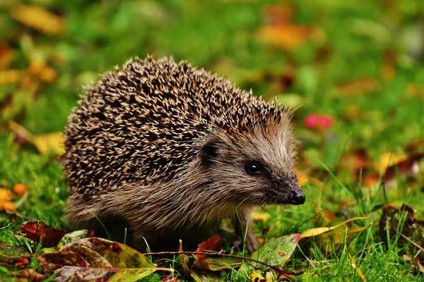 Hedgehog Day. Photo of hedgehog on grass with leaves in a garden