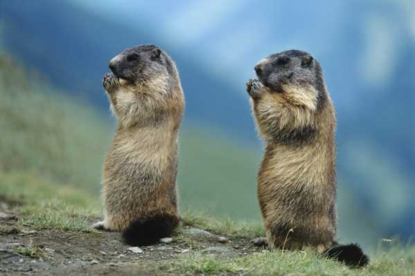Marmot Day. two marmots standing on a grassy hill looking to the left.