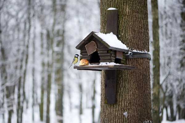 National Nest Box Week. Photo of bluetit bird in front of birdhouse in a snowy forest.