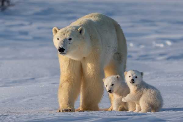Polar Bear Day. Mummy polar bear and two baby polar bears walking on the arctic ice