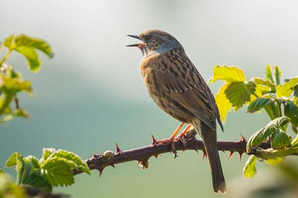 Bird on a branch for International Dawn Chorus Day