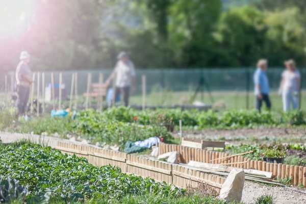Person in allotment for Community Garden Week