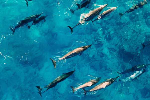 Dolphins swimming in the sea for Dolphin Day