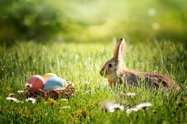 Bunny rabbit sitting on grass beside a basket of Easter eggs for Easter Sunday