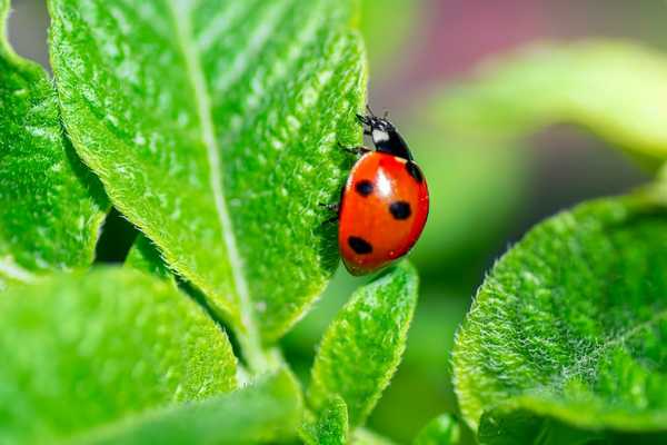 Ladybird on a green leaf for Garden Wildlife Week