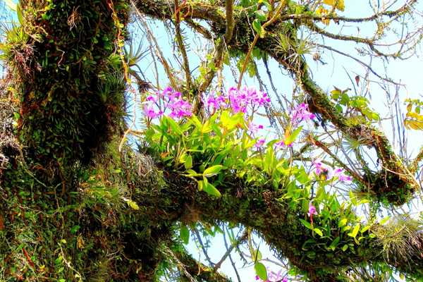 An old tree with flowers growing on it for International Day For Biological Diversity