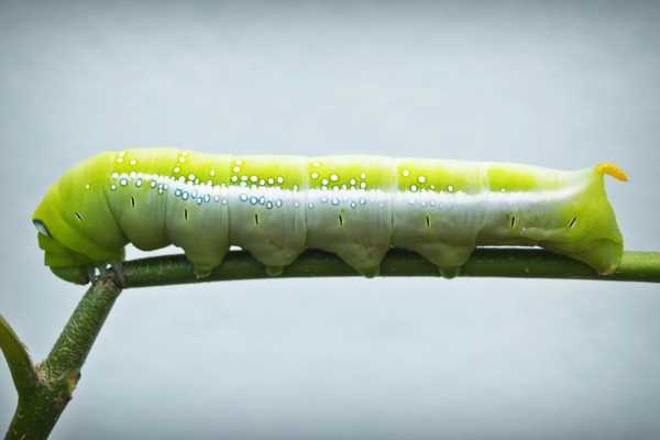 Caterpillar on a twig for National Bug Busting Day