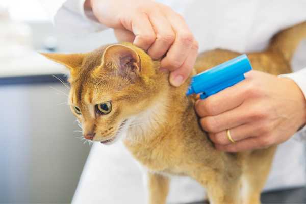 Cat being microchipped by a vet for National Microchipping Month