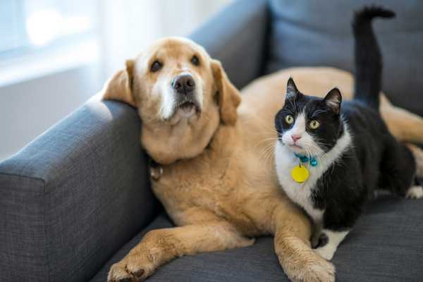 Cat and dog cuddled up on a sofa for National Pet Month