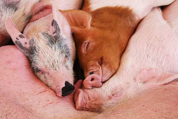 Sleeping pigs for Stop Snoring Week