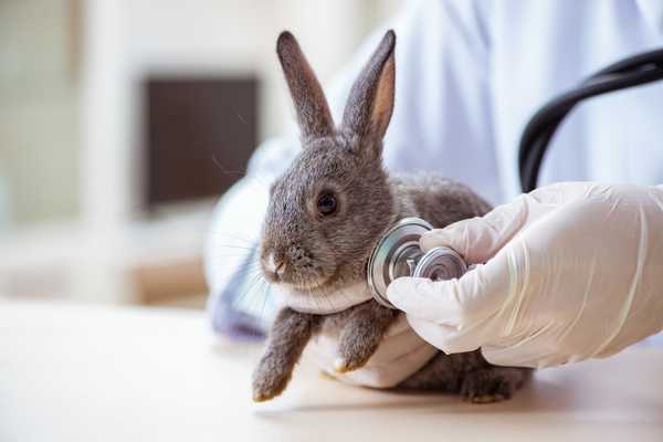 Vet holding a rabbit with a stethoscope for World Veterinary Day