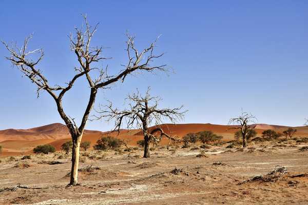 World Day to Combat Desertification and Drought