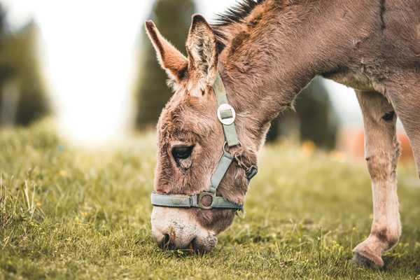 Donkey eating grass for World Donkey Day