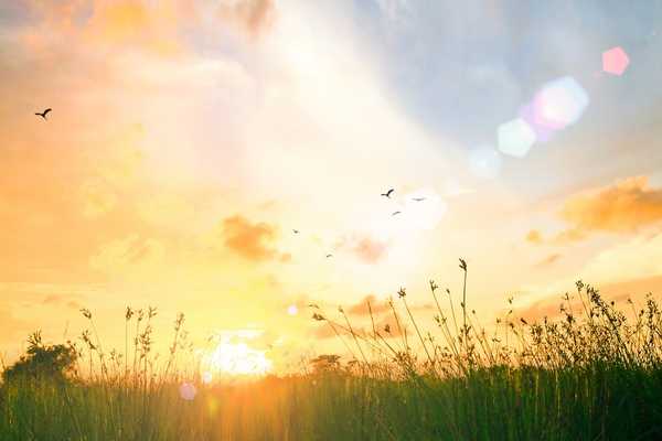 Sunset over a field for World Environment Day