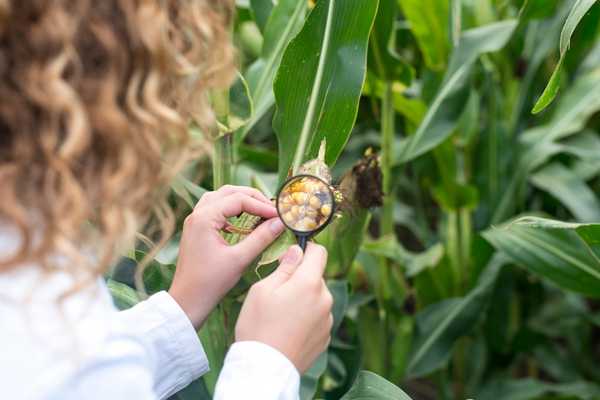 Scientist examining crops for World Food Safety Day