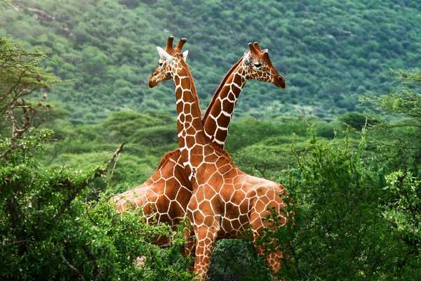 Two giraffes for World Giraffe Day