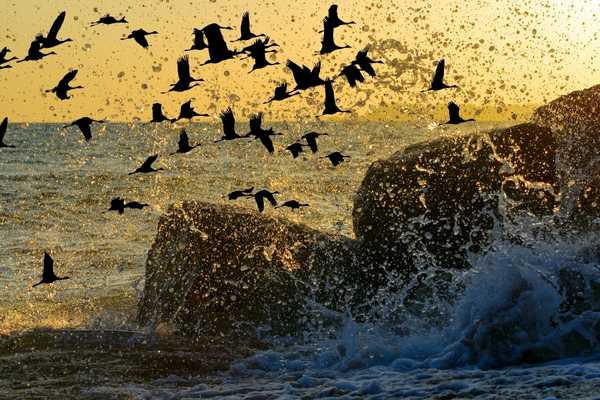 Birds flying over rocks by the sea for World Migratory Bird Day