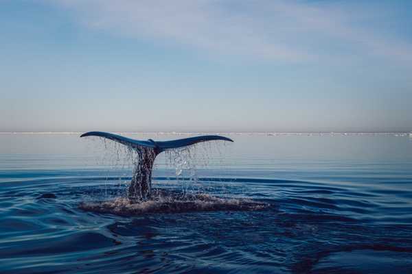A whale's tail coming out of the water for World Oceans Month