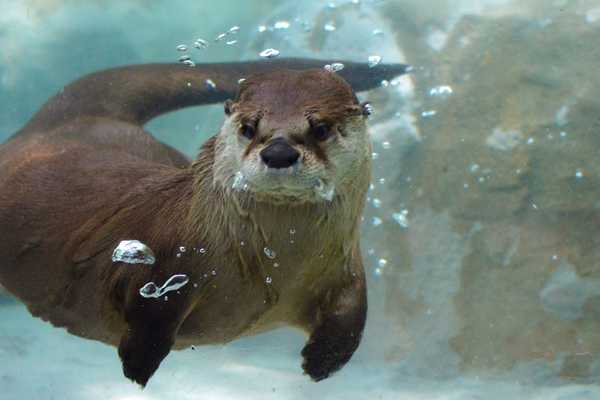 Otter swimming underwater for World Otter Day