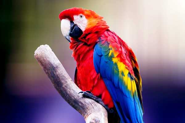 Multicoloured parrot for World Parrot Day