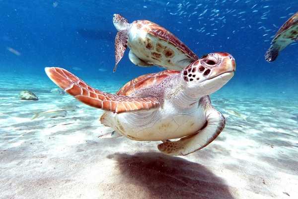 Sea turtle swimming in blue sea for World Sea Turtle Day