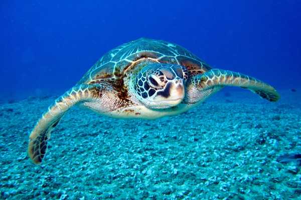 Turtle swimming in a bright blue sea for World Turtle Day