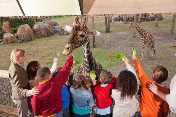 Children at a zoo looking at a giraffe for Zoo Lovers Day