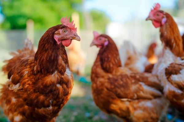 Brown chickens for National Poultry Day