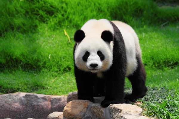 Panda on all fours for National Panda Day