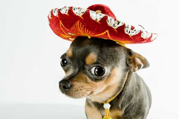 Dog wearing a mexican hat for Wear a Hat Day
