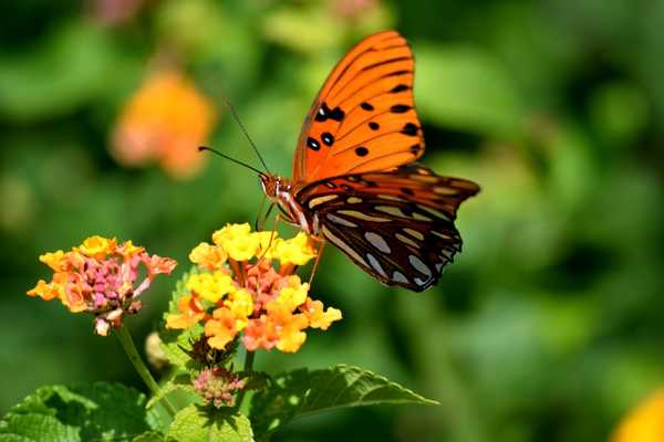 Orange and brown butterfly on yellow flower for World Wildlife Day