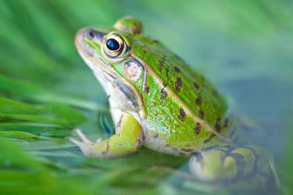 Green frog sitting on a leaf for Frog Day