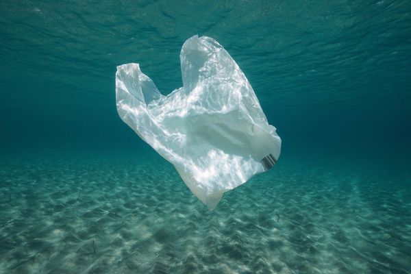 White plastic bag floating in the sea for International Plastic Bag Free Day