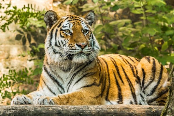 Tigger sitting down for International Tiger Day