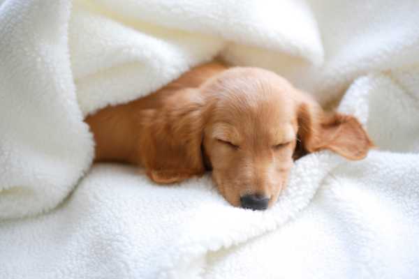 Cute puppy dog asleep in white towels for Napping Day