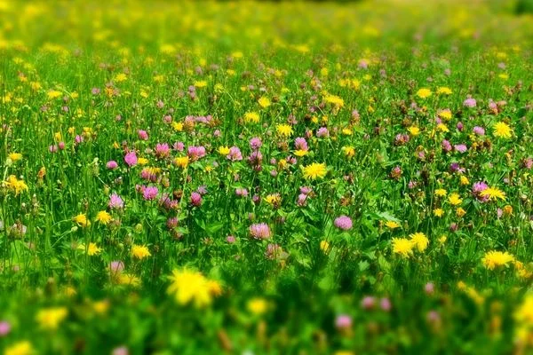 Meadow full of wildflowers for National Meadows Day