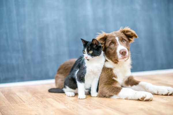 Dog and cat sitting side by side for Pet Day