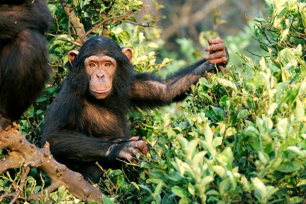 Chimpanzee in a tree for World Chimpanzee Day