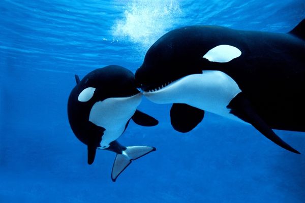 Two orca dolphins touching noses for World Orca Day