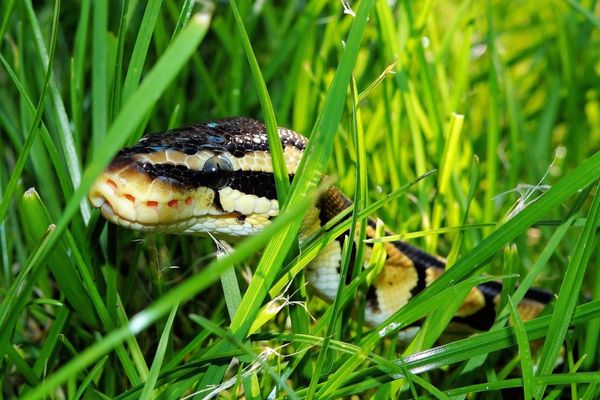 Snake in the grass for World Snake Day