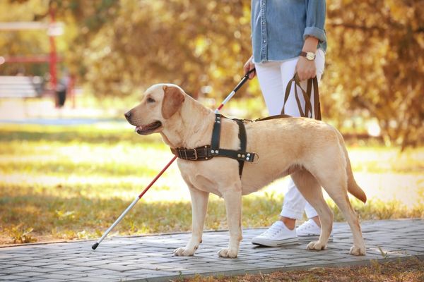 Blind person with a white stick walking with a guide dog for International Assistance Dog Week