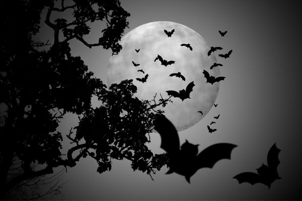 Bats at night flying against the moon for International Bat Night