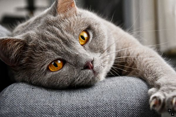 Grey cat relaxing on a cushion for International Cat Day