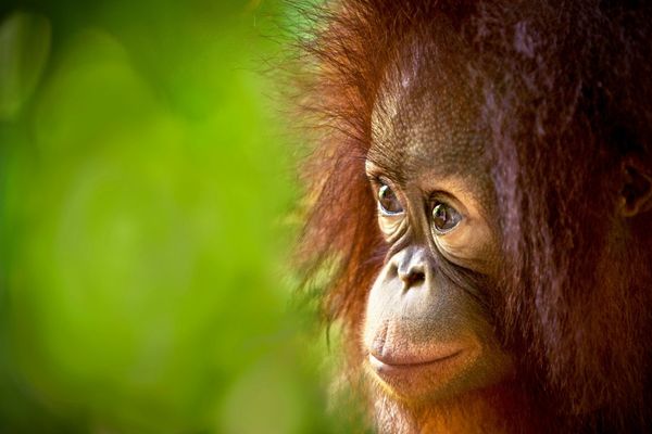 Photo of an orangutan for International Orangutan Day