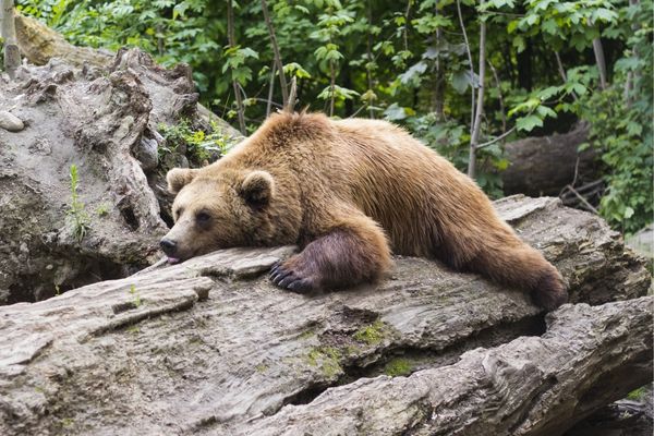 Bear snoozing on a tree trunk for National Lazy Day