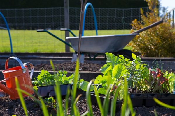 Wheelbarrow in a vegetable patch for National Allotment Week